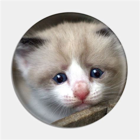 Sad Cat Crying Cat Cute Meme Sad Cat Crying Cat Cute Meme Pin