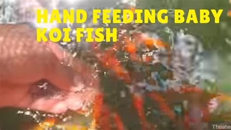 Hand Feeding Koi Fish Baby Koi Fish Koi Fish Photos Koi Fish
