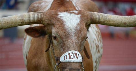 Texas Mascot Bevo Xiv Passes Away