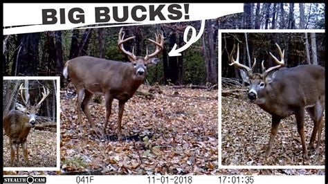 My 10 Best Whitetail Deer Buck Clips Trail Cam Videos Youtube