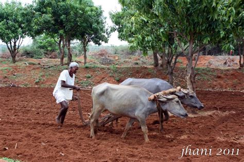 Farmer Of Telangana Lifestyle And Culture Photos Jhanis Photoblog