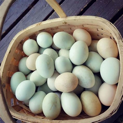How Do Duck Eggs Look Agronomag
