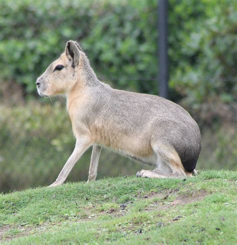 Patagonian Cavy Zoochat