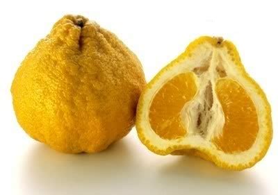 Ugli fruit, also called tangelo, is a cross between an orange and a grapefruit. Facts Ugli Fruit For Health Benefits - Benefit Fruit