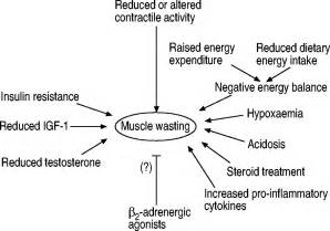 Muscle Wasting And Changes In Muscle Protein Metabolism In Chronic