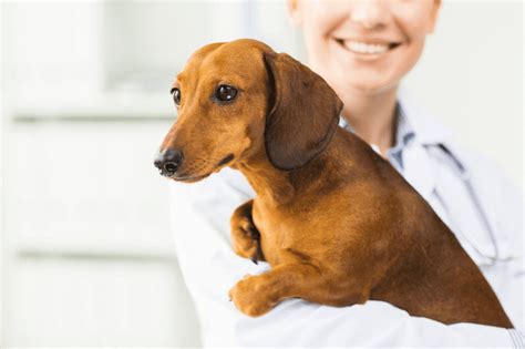 Understanding And Treating Hair Loss And Bald Spots In Dachshunds