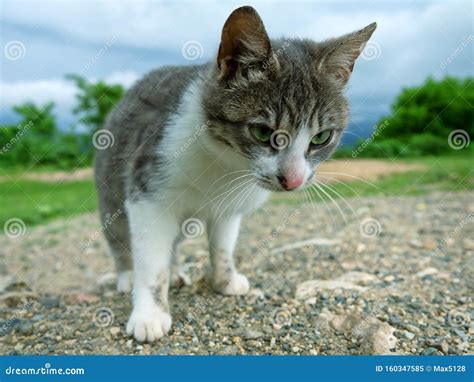 Funny Cat Looks At The Viewer Stock Image Image Of Critter Fluffy