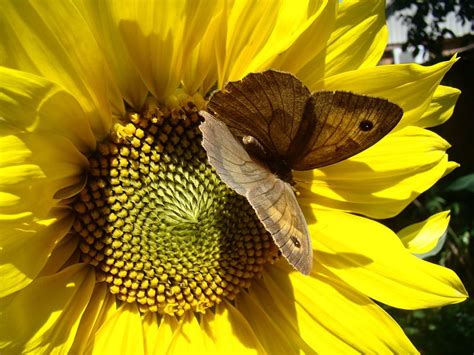 Butterfly Sunflower Butterflies Animals Animal Hd Wallpaper