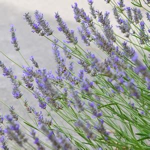 Lavandula X Intermedia Provence Lavender