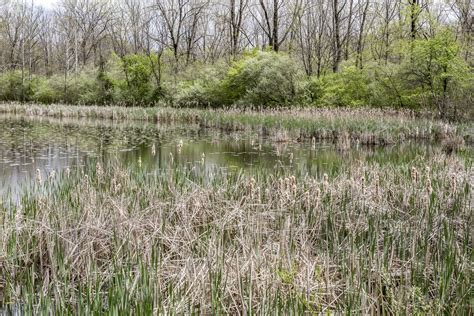 Reeds And Cattails Free Stock Photo Public Domain Pictures