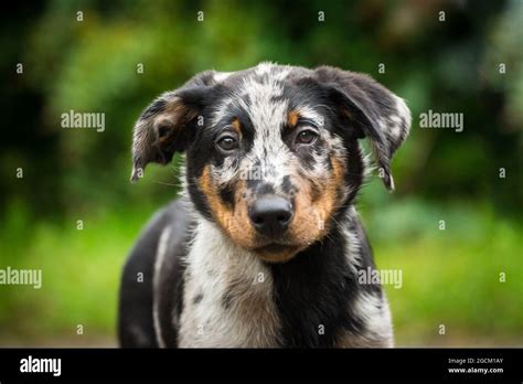 Blue Merle Harlekin Beauceron Puppy Stock Photo Alamy