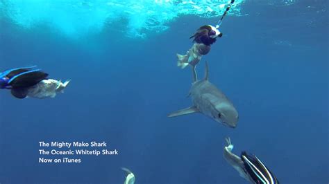 Guy Harvey Talks About Mako Sharks And Oceanic Whitetip Sharks Now On
