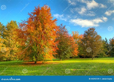 Beautiful Autumn Tree With Fallen Dry Leaves Stock Image Image Of