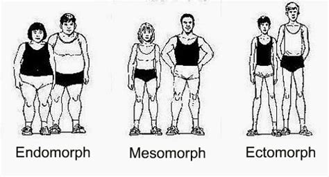 Human Body Types Ectomorph Mesomorph Endomorph Ency123