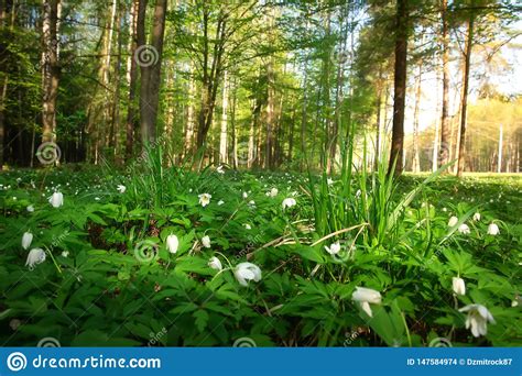 Spring Landscape With Flowers In Forest Beautiful Green Nature