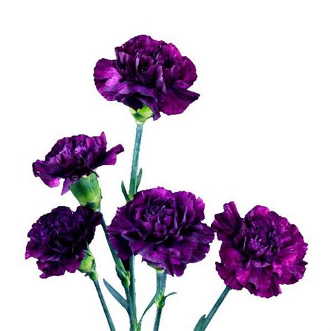 Dark Purple Mini Carnation Upstate Flower Market