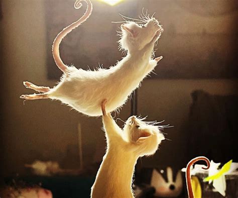 Classical Ballet Mice Taxidermy