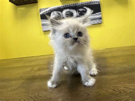 Westchester Puppies And Kittens Ragamuffin Kittens For Sale New York