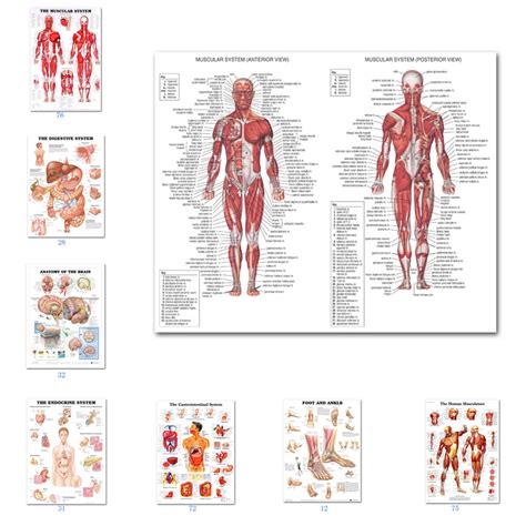 Muscular System Posters Silk Cloth Anatomy Chart Human Body School Medical Science Educational