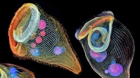 ミクロの世界を光学顕微鏡で撮影して写真のビジュアルを競い合うニコン主催のコンテスト「small World」は2019年度大会で第45回目を