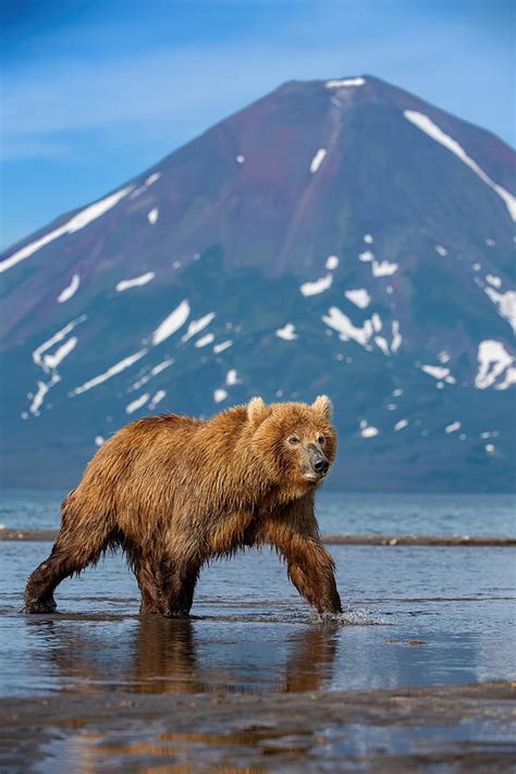 The Kamchatka Brown Bear Ursus Arctos Photograph By Petr Simon Fine