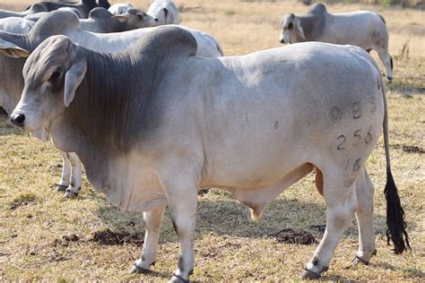 Brahman Cattle Breed Facts Uses Origins Pictures And Traits Pet Keen