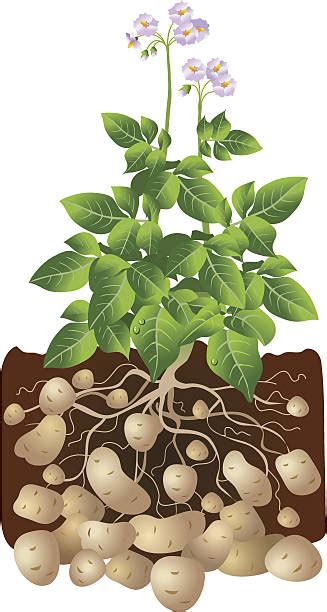 Royalty Free Potato Plant Clip Art Vector Images And Illustrations Istock
