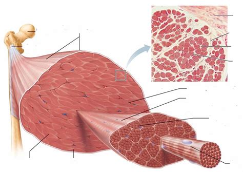 Exam 3 Muscle Tissue Wimages Diagram Quizlet