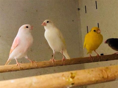 Canaries For Sale In Manor Park London Gumtree