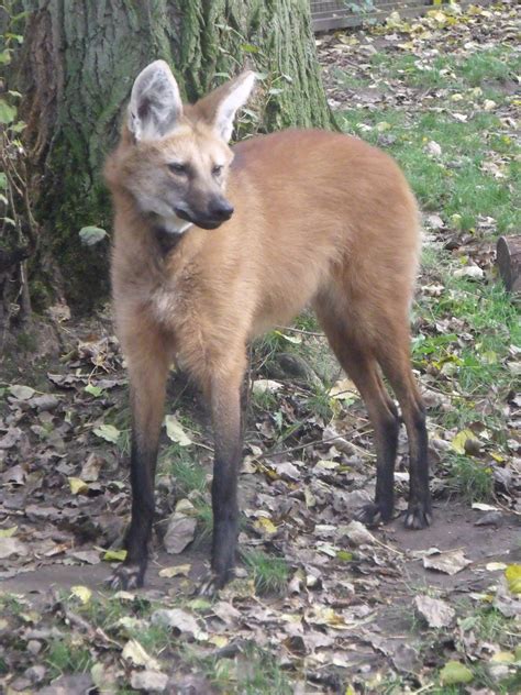 Maned Wolf Zoochat