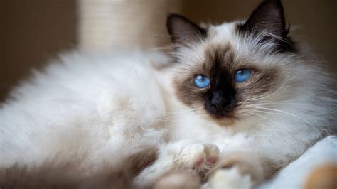 Blue Eyes Black White Cat With Stare Look 4k 5k Hd Cat Wallpapers Hd