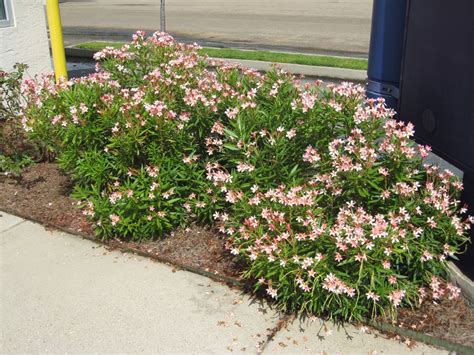 Nerium Oleander ‘petite Pink Petite Pink Oleander Plants