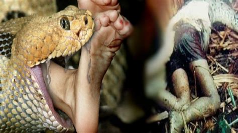 Biggest Python Snake Giant Anaconda Attacks Human Giant Anaconda Vs