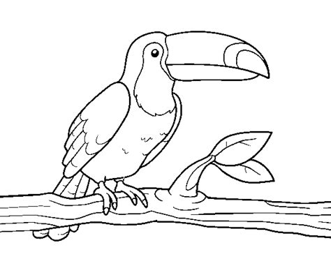 Toucan Coloring Page Dibujos Para Pintar De Un Tucan Cliparts My Xxx Hot Girl