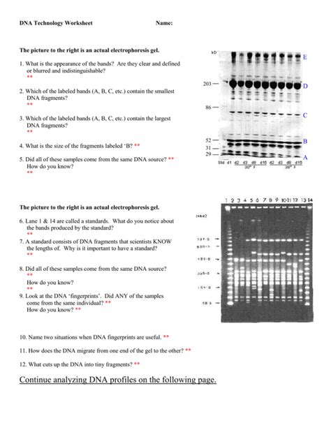 The forensic dna analysis is commonly used to detect the criminal activities such as homicide but, it is also used in cases to establish the paternity of disputed offspring or, to know the. Dna Fingerprinting And Paternity Worksheet Answer Key — db-excel.com