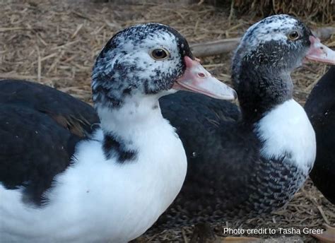 Muscovy Ducks The Complete Guide
