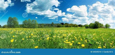 Field With Dandelions And Blue Sky Stock Photo Image Of Clear Open