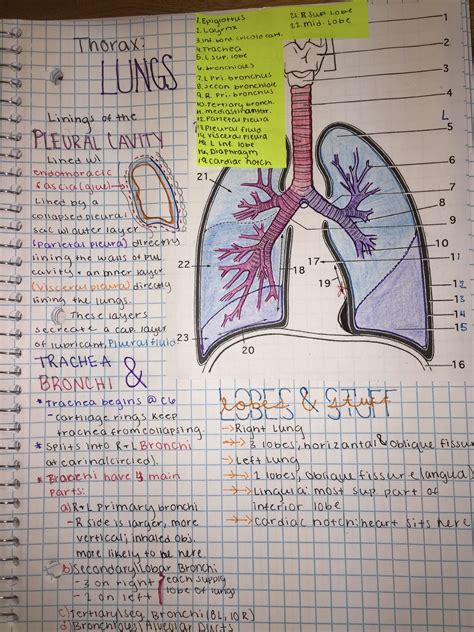 Anatomy Thorax Notes Medical School Essentials Biology Lessons