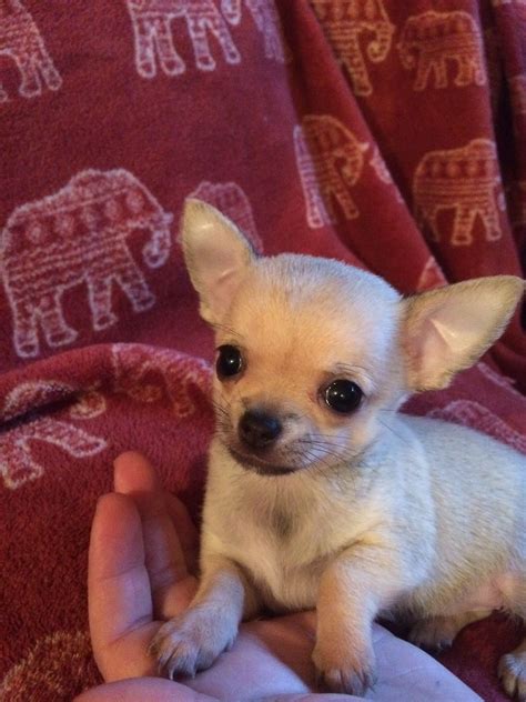 Chihuahua Puppies For Sale Oregon Pets Lovers