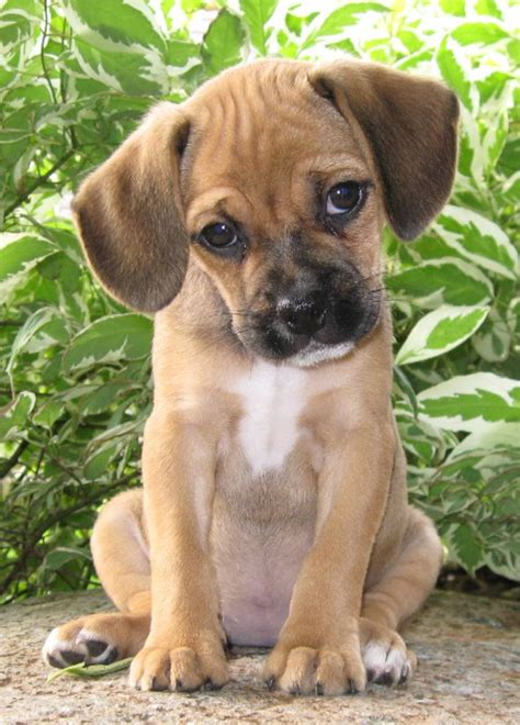 Puggle dog breed info & pictures. 12 Reasons Why You Should Never Own Puggles