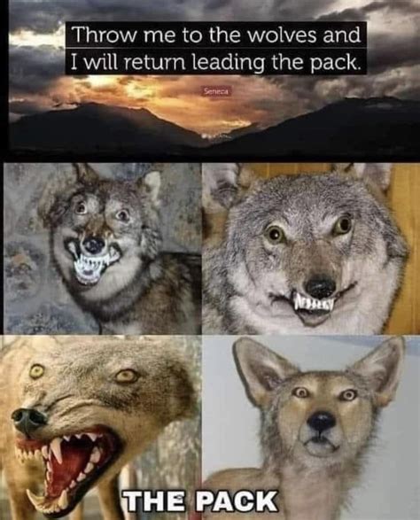 The Wolves Pack Me Jogue Aos Lobos Throw Me To The Wolves Know Your Meme