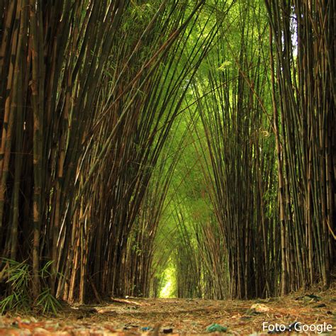 5 Fakta Tentang Hutan Bambu Keputih Surabaya - Spesial.net