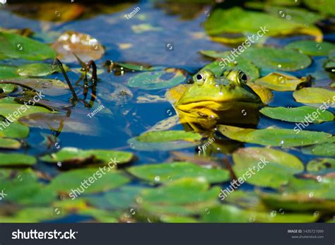 3423 Frog Lily Pads Images Stock Photos And Vectors Shutterstock