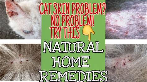 How To Treat Cat Skin Problem In Natural Waypart 2 Youtube