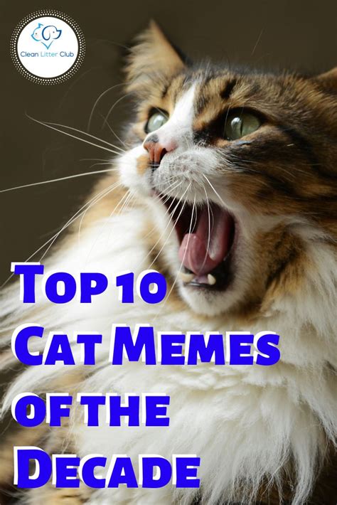 The Top Ten Funny Cat Memes Of The Past Decade Cat Memes Funny Cat