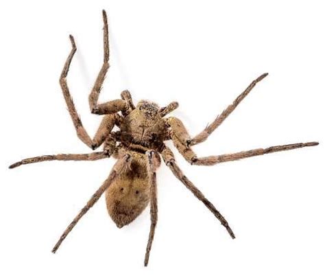 How To Get Rid Of Spiders In The House Brown Recluse Brown Recluse