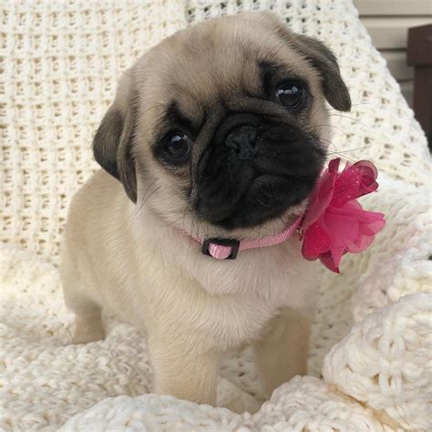 15 Adorable Photos Of Pug Puppies With Pure Beauty