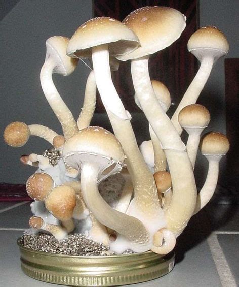 Psilocybin Magic Mushrooms