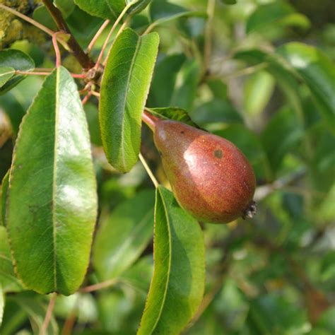 Red Danjou Pear Tree One Green World
