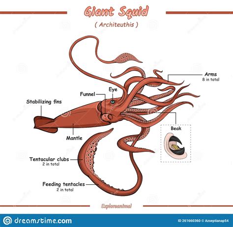 Anatomy Of A Giant Squid Vector Illustration Stock Illustration